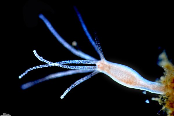 Http kraken onion